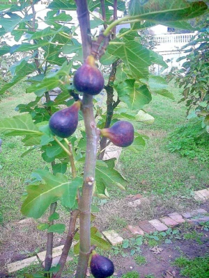 Esquejes de higuera, Vasilika negra, frutas deliciosas, resistentes, fáciles de cultivar 6 piezas.! Foto 1 de 4