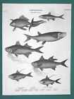 FISHES Minow Cyprianus Herring Polyneme Ichthyology - 1820 A. REES Antique Print