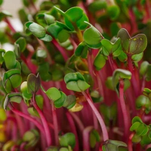 1/4 Lb Red Arrow Sprouting Radish Seeds - Everwilde Farms Mylar Seed Packet - Picture 1 of 2
