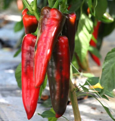 70 semi di peperone CORNO DI TORO ROSSO - semi freschi - Immagine 1 di 2