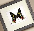 Schmetterling im Schaukasten - Urania ripheus