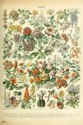 Póster impreso arte gráfico plantas decoración habitación flores cottagecore 12x18 Foto 1 de 3