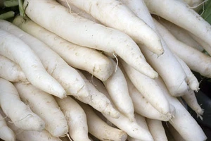 300 SEEDS - radish JAPANESE MINOWASE - 2 ft Long daikon GroCo- BUY 15-SHIPS FREE - Picture 1 of 1