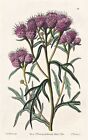 Saussurea Pulchella Siberia Flower Botany Edwards Copperplate 1842