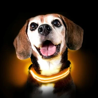 ILLUMINATED Orange Dog Pet Puppy Night Safety COLLAR & LEASH SET USB Recharge - Image 1 of 4
