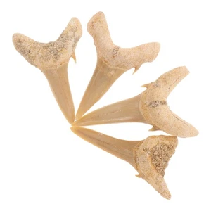 4 piezas dientes de helicóptero auténtico prehistórico - Imagen 1 de 12