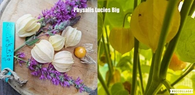 Physalis Sorte: Lucies Big - Bild 1 von 4