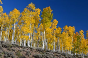 Cartel fotográfico Quaking Aspen Populus tremuloides árboles del otro mundo bosque - Imagen 1 de 2
