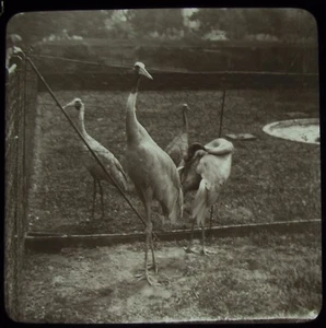 Glass Magic Lantern Slide CRANES OR STORKS IN ZOO C1890 VICTORIAN PHOTO BIRDS - Picture 1 of 2