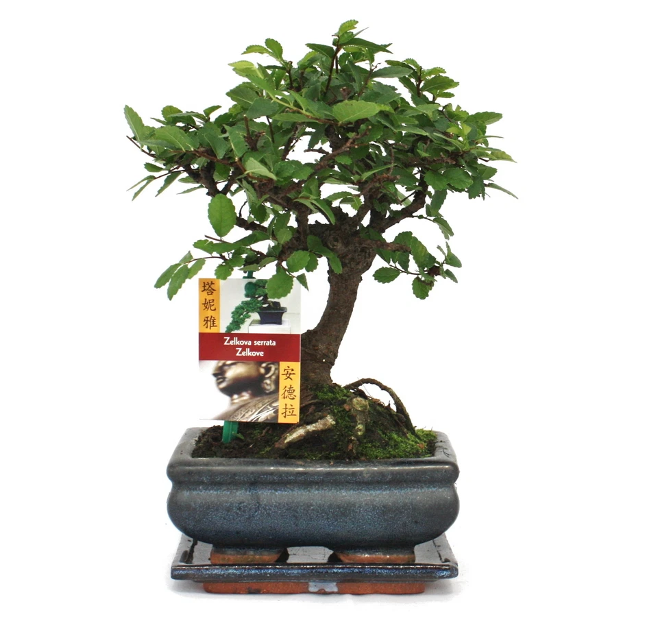 Exotenherz -Bonsai Chinesische Ulme - Ulmus parviflora - ca. 6 Jahre - Kugelform - Bild 1 von 1