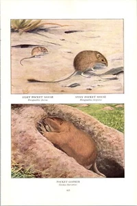 Antique Louis A. Fuertes: National Geo: Silky/Spiny Pocket Mouse/Pocket Gopher - Picture 1 of 6