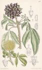 Acanthopanax Henryi Cina Fiore Botanica Fiore Botany Lithograph Curtis 8316