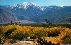 Vintage Postcard of Desert Wild Flowers Mountain Scenery Southwest Unposted - Bild 1 von 2