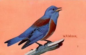 W.A. WEBER BIRDS POSTCARD Western Bluebird(Scalia mexicana) 1959 - Picture 1 of 2
