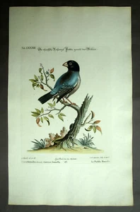 Michel Seligmann Gravure oiseau LE PADA DE JAVA ou CALFAT ou LONCHURA ORYZIVORA - Picture 1 of 2