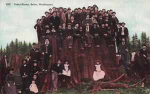 SEDRO WA LOTS OF FOLKS ON A CEDAR STUMP c1910 VINTAGE POSTCARD 052225 U - Picture 1 of 2