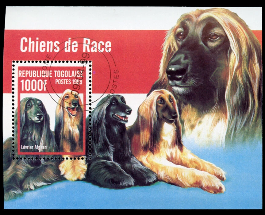 AFGHAN HOUND DOG INTERNATIONAL POSTAGE STAMP MINI SHEET - Togo 1999 "Used"  - Image 1 of 1