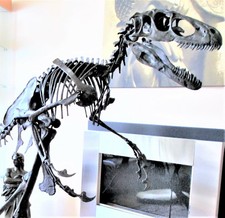 RAPTOR dinosaur DEINONYCHUS MOUNTED skeleton fossil replica - 10 ft x 5 ft