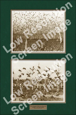 Impresión de reserva de acres salvajes Claypool Ducks 24x36" (versión sepia) Foto 1 de 2