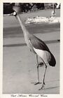 Kenya - East African Crowned Crane - Publ. Pegas Studio Africa in Pictures