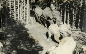 Postal 2 de Pakistán Oriental, Bangladesh, Elefante Khedda, Stockade Trap (1963) RPPC - Imagen 1 de 2