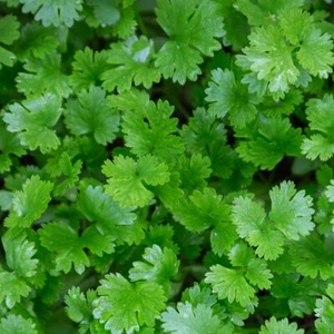 1/4 Lb Leisure Coriander Cilantro Herb Seeds - Everwilde Farms Mylar Seed Packet - Picture 1 of 2