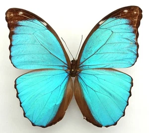 MORPHO MENELAUS MENELAUS? MALE FROM RIO ARAPIUNS, PARA, BRAZIL - Picture 1 of 2