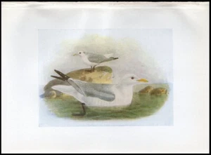 1917 H.E. Dresser Birds of Britain Original Antique Bird Print Kittiwake - Picture 1 of 3
