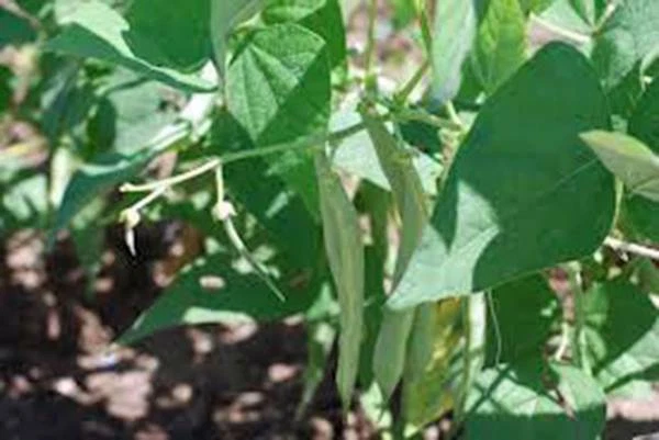 BEAN, BLACK TURTLE POLE BEAN, HEIRLOOM,  20+ SEEDS, A TERRIFIC BLACK BEAN - Image 1 of 1