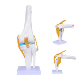 Molde de enseñanza de anatomía modelo flexible de simulación de articulación de rodilla humana 1:1 tamaño natural - Imagen 1 de 12