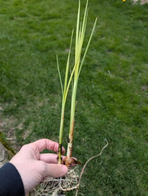 Live Cold Hardy Dwarf Cattail Aquatic Marginal Pond Plant - Buy 2 Get 1 Free - Image 1 of 2