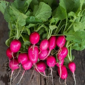 Lady Slipper Radish Seeds | Raphanus sativus Radishes Red Pink Daikon Seed 2025 - Picture 1 of 12