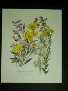 Anne Ophelia Dowden Wildflowers of the Plains Signed Limited Edition Art Print - Picture 1 of 1