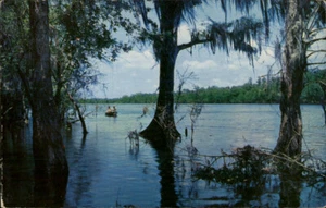 Old Town,FL Dixie County Florida 50s Postcard - Picture 1 of 2