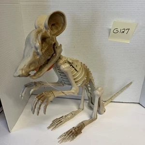 Halloween Animado Esqueleto Huesos Animal Iluminar Ojos Moviendo Mandíbula y Sonido Decoración - Imagen 1 de 3