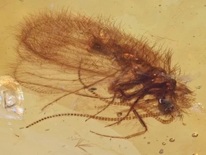Raro Sísiridae (mosca esponja), inclusión de insectos fósiles en ámbar birmano - Imagen 1 de 4