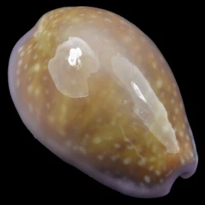 CYPRAEA (Naria) PORARIA (Olango Isl., Philippinen) 15,9 mm #40796 - Bild 1 von 4