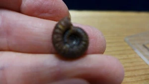 GEOLOGICAL ENTERPRISES  Jurassic fossil ammonite Collina clapierensis France - Picture 1 of 5