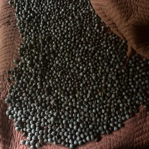 Acorns - Feed, Seed, Attractant - 2025, Red Oak, 1 Lbs - Picture 1 of 1