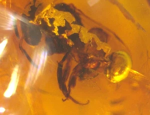 Extinct Stingless Bee Collecting Resin in Dominican Amber Fossil Gemstone - Picture 1 of 9