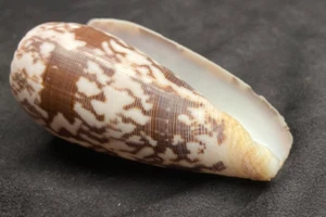 CONIDAE Conus Striatus 82.9mm Bohol, Philippines - Picture 1 of 7