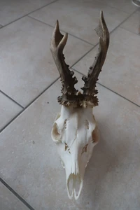 Jelenia Czaszka Jelenia Krickerl Poroże jelenia Poroże kolekcjonerskie corzo ciervo cervo - Zdjęcie 1 z 5