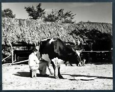 COUNTRYSIDE CHILD TRADITIONAL SKILL TO MILK COW CUBA 1960s MAYITO Photo Y 194