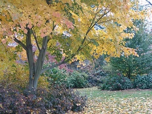 Semillas de árbol de arce rayado de Manchuria, (corteza de serpiente), Acer tegmentosum (rápido) - Imagen 1 de 8