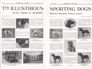 WSKAŹNIK LABRADOR RETRIEVER SETTER 1930 HODOWLA STAINTON 2 STRONY REKLAMA PSA b220 - Zdjęcie 1 z 3