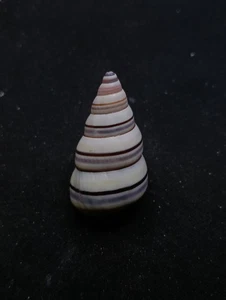 Liguus virgineus Caribbean land snail 35mm Sea shell collectors #14763 - Picture 1 of 4