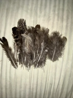 50+ Natural Peacock Feathers Uncut - Image 1 of 4