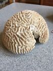 Large Natural Brain Coral Specimen 