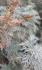 Silver Wormwood 4X Cutting Plant Artemesia Arborescens All Year Around Evergreen - Picture 1 of 1