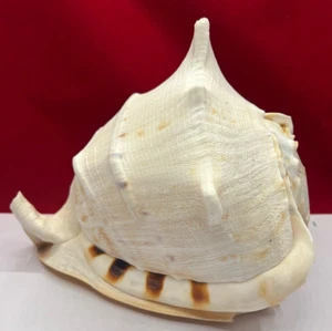 Large Seashell, Beautiful Condition 10" - Picture 1 of 12